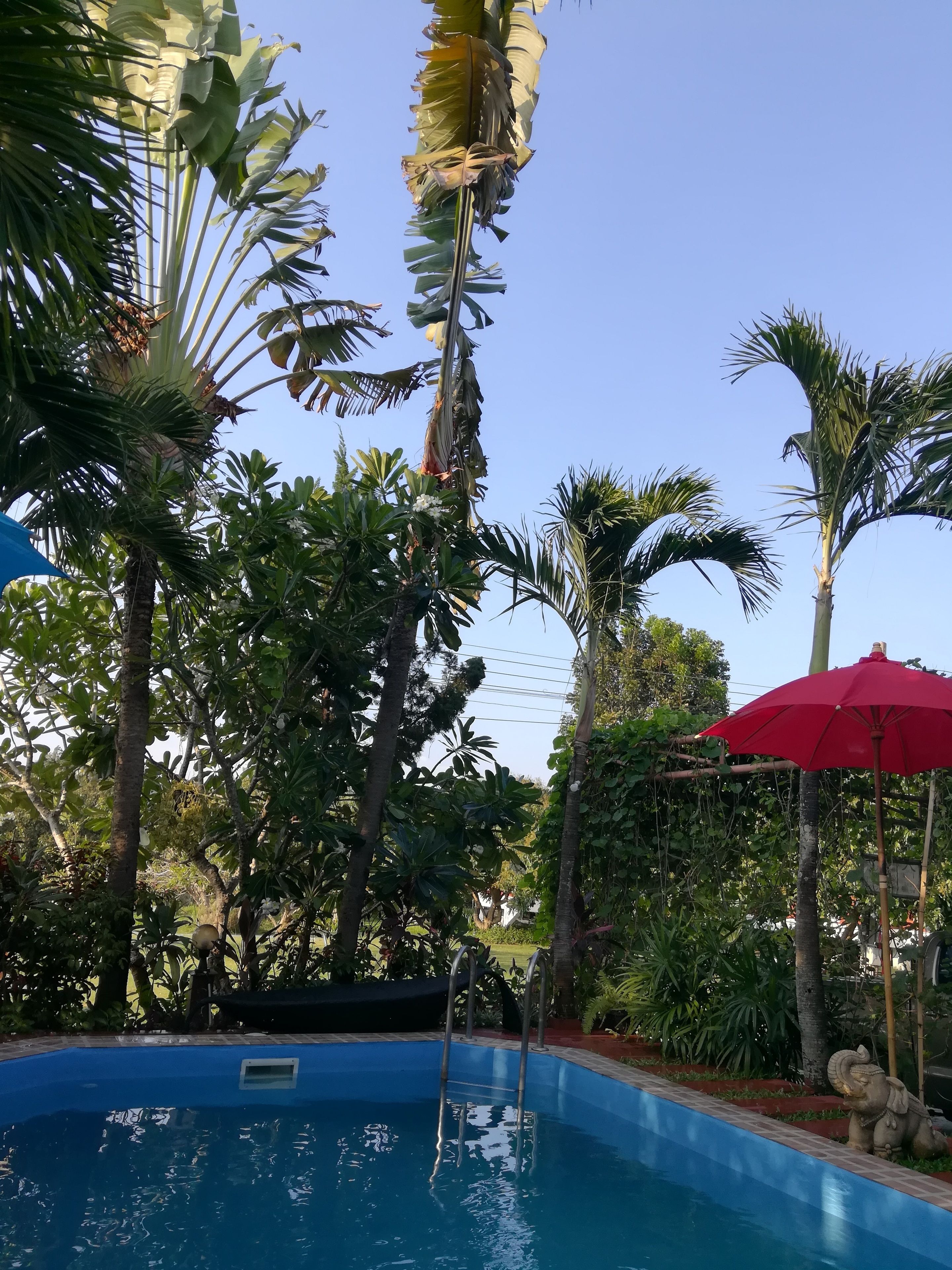 A pool area with a ladder leading into the water, surrounded by tropical plants and a red umbrella.