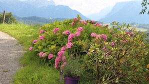 A garden with pink flowers and green foliage, a gravel path, and mountains in the background. - Ferienwohnung by Josef Lanzinger (Bad Vigaun)