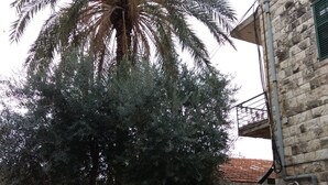 A courtyard with a palm tree, stone walls, and a building with a satellite dish. - German Colony Guest House (Haifa)