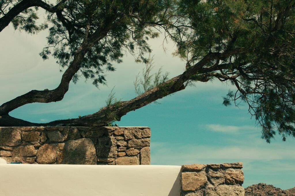 Un muro de piedra con una rama de árbol que se extiende sobre él.