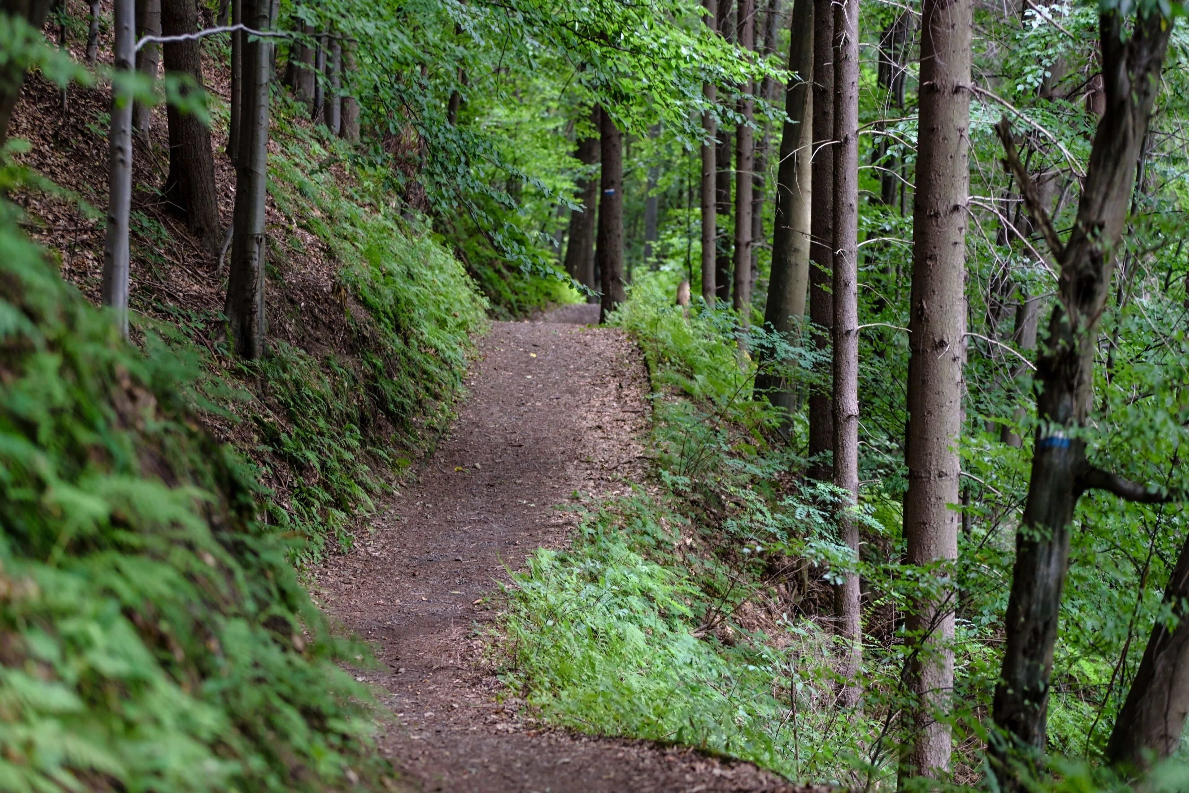 Un sendero arbolado bordeado de árboles a ambos lados.