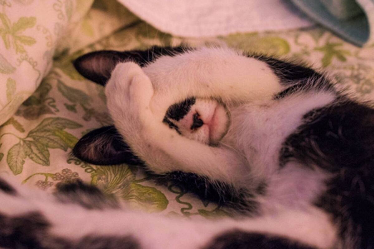 A cat lying on a bed with a floral patterned bedspread.