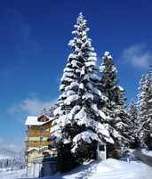 Un edificio cubierto de nieve con un balcón, rodeado de árboles cargados de nieve y un cielo azul despejado.