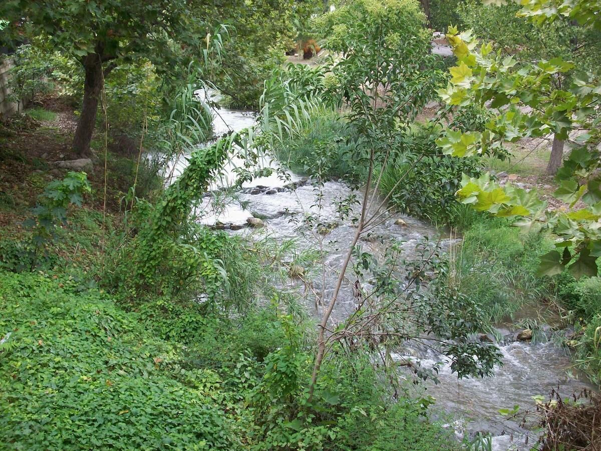 Un entorno natural al aire libre con un arroyo rodeado de vegetación y árboles frondosos.