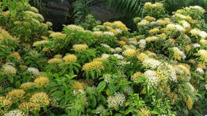 Un jardín con follaje abundante y racimos de flores amarillas y blancas.