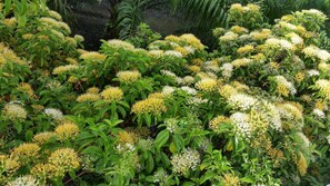Jardín