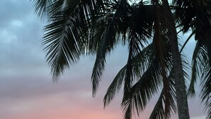 A beach with a palm tree and a sunset over the ocean. - Beach House Cairns (Holloways Beach)