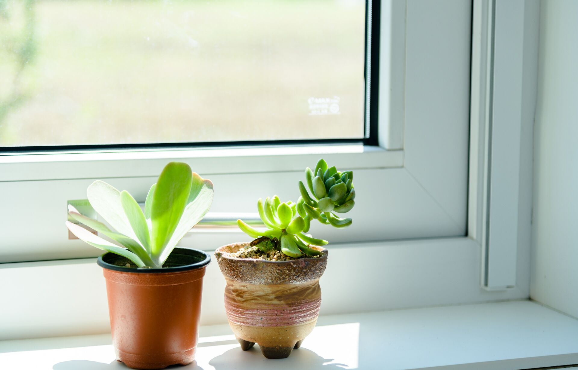 Two potted plants on a windowsill.