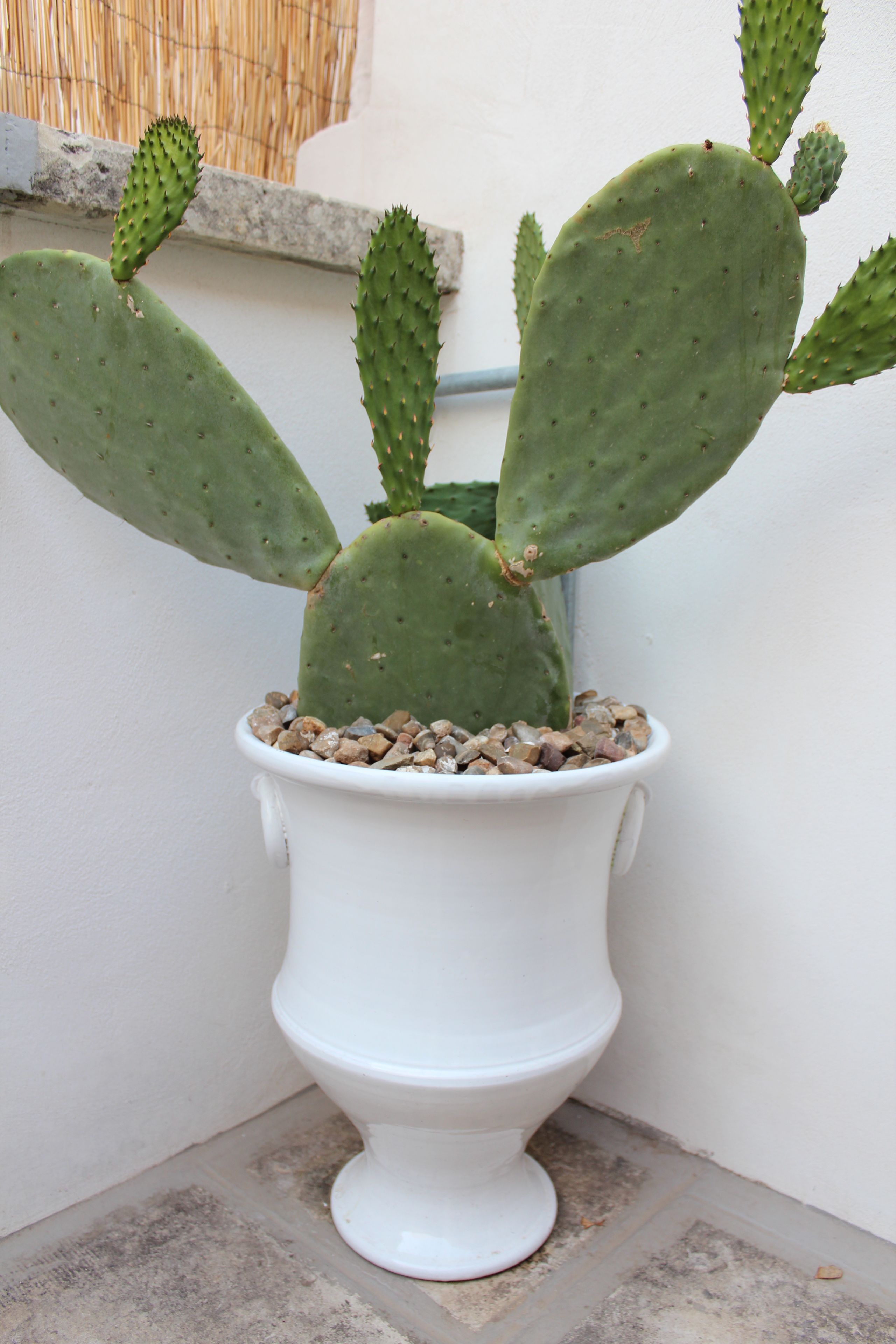 Una planta de cactus en una maceta blanca con forma de lavabo.