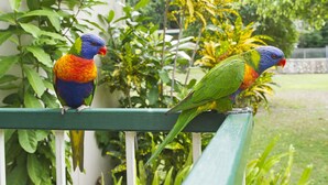 Deux oiseaux aux couleurs vives étaient perchés sur une rambarde verte.