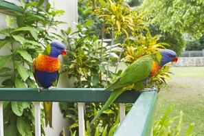 Family Apartment, 2 Bedrooms, Pool Access, Garden View | View from room