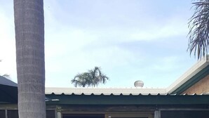 A covered outdoor area with two white lounge chairs, a palm tree, and a building entrance. - Peg's Beach House (Horseshoe Bay)