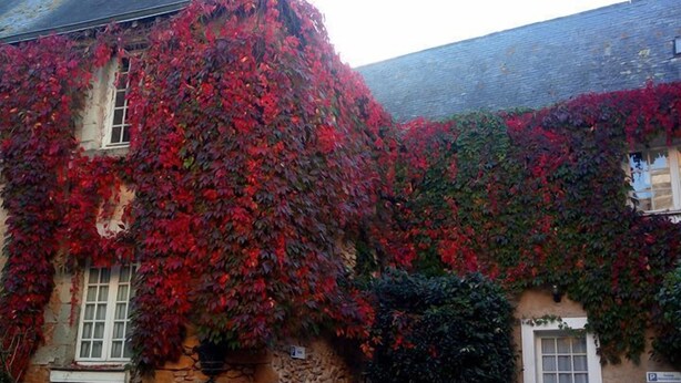 Un bâtiment en pierre dont les murs sont recouverts de lierre rouge et qui possède une cour pavée.