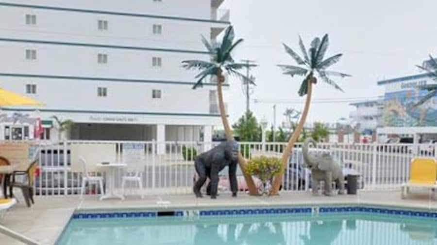 American Safari Motel