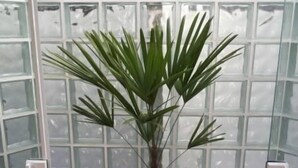 A potted plant in a glass enclosure with a grid-like background. - Hotel do Reinildo (Cachoeira Paulista)