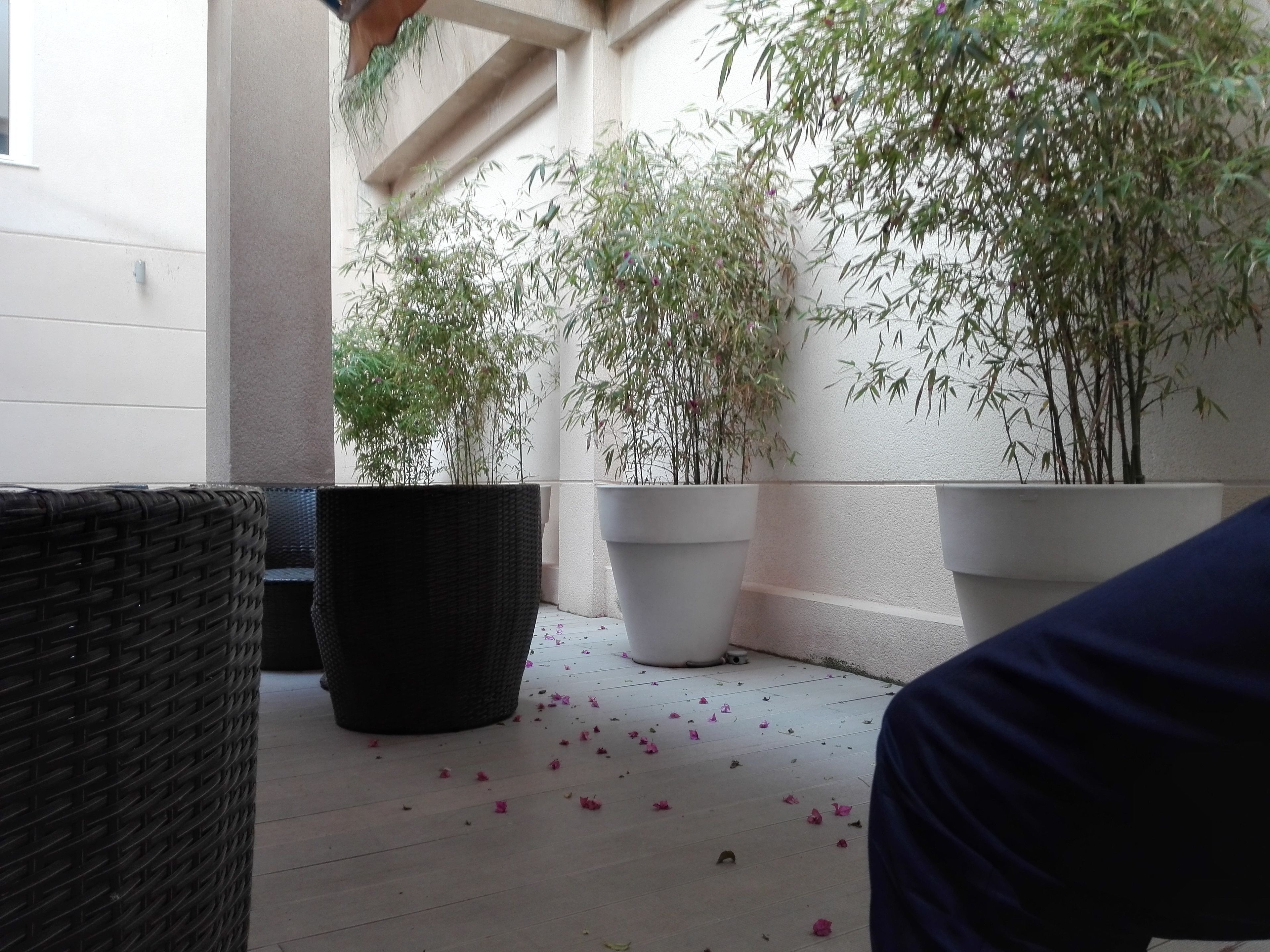 Un espacio al aire libre techado, con plantas en macetas y pétalos de flores esparcidos en el suelo.