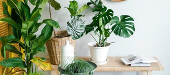 Whereder Poshtel - Hostel