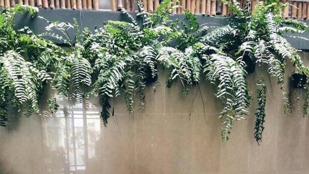 A cozy outdoor seating area with two chairs, a small table with a plate of food, and lush green plants against a wall. - Whereder Poshtel - Hostel (Udon Thani)