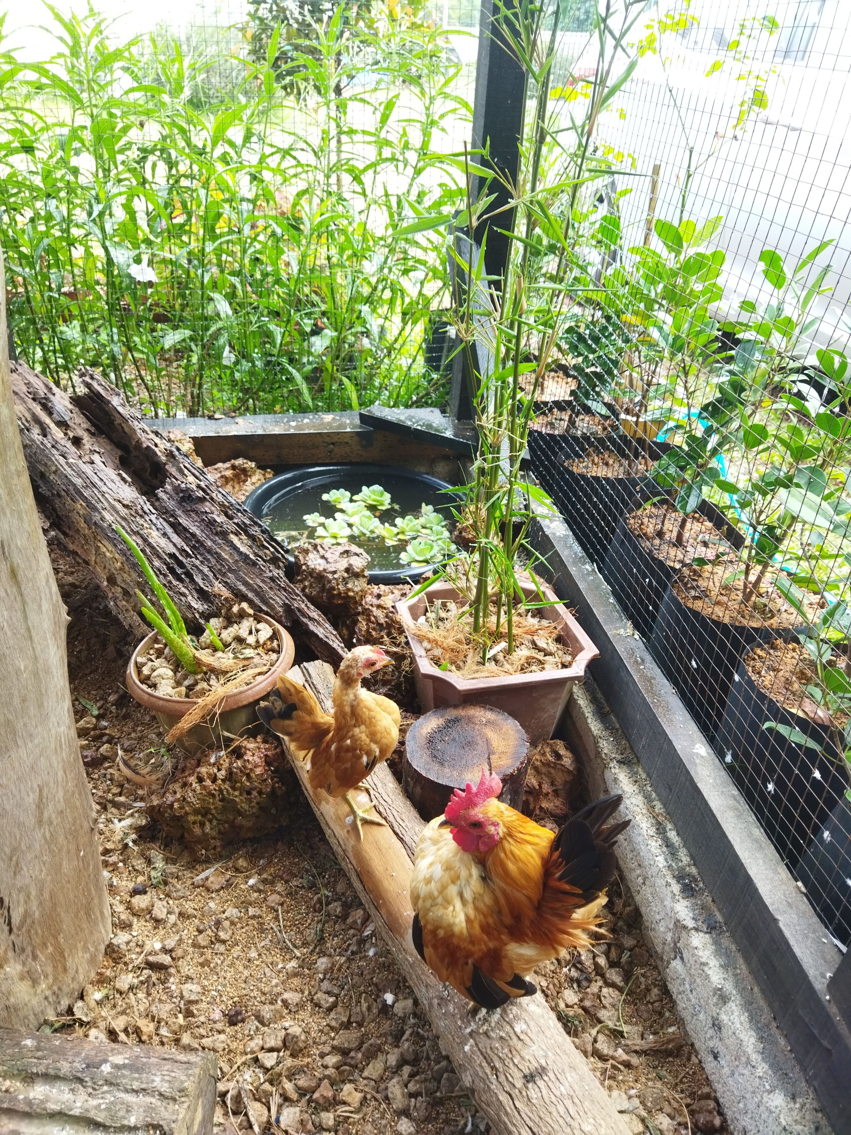A chicken coop with a wire mesh, wooden logs, and potted plants.