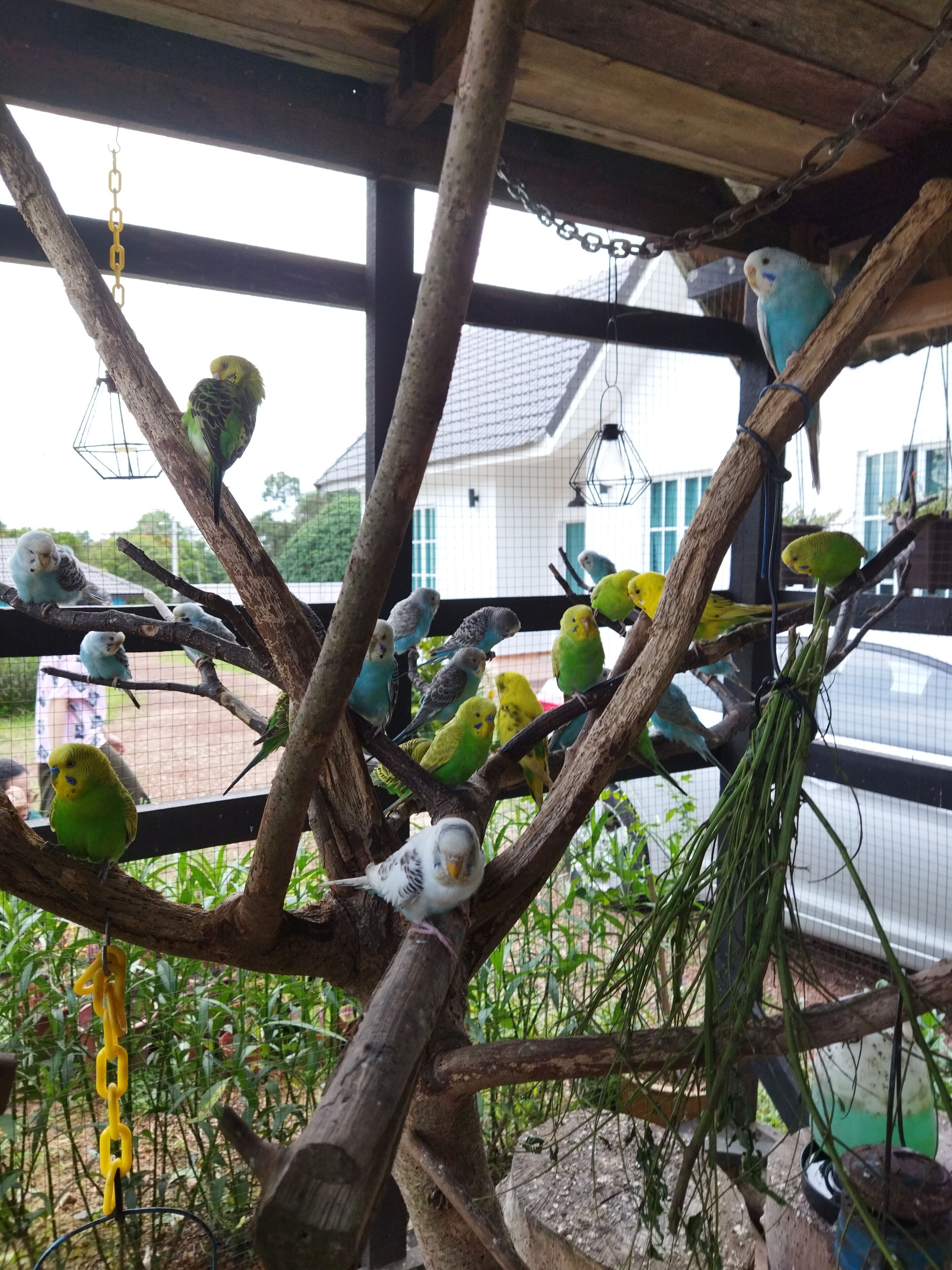 A birdcage with multiple branches and hanging perches.