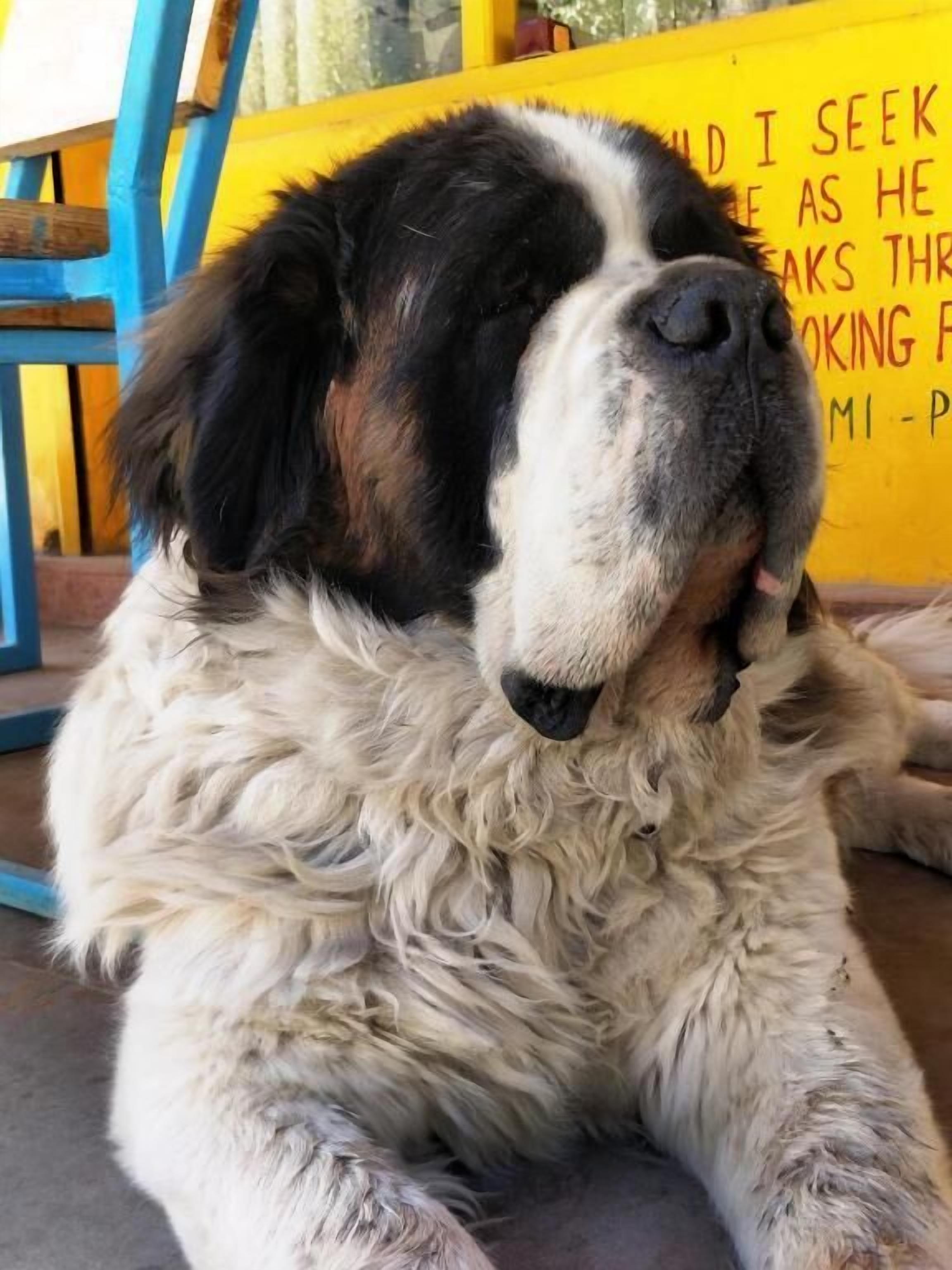 Un perro San Bernardo descansando sobre una silla.