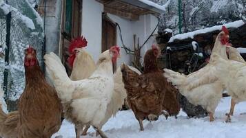 A group of chickens in a snowy outdoor setting with a building in the background.