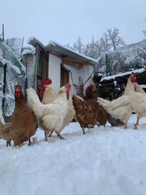 Un grupo de gallinas en un entorno nevado al aire libre, con un edificio al fondo.