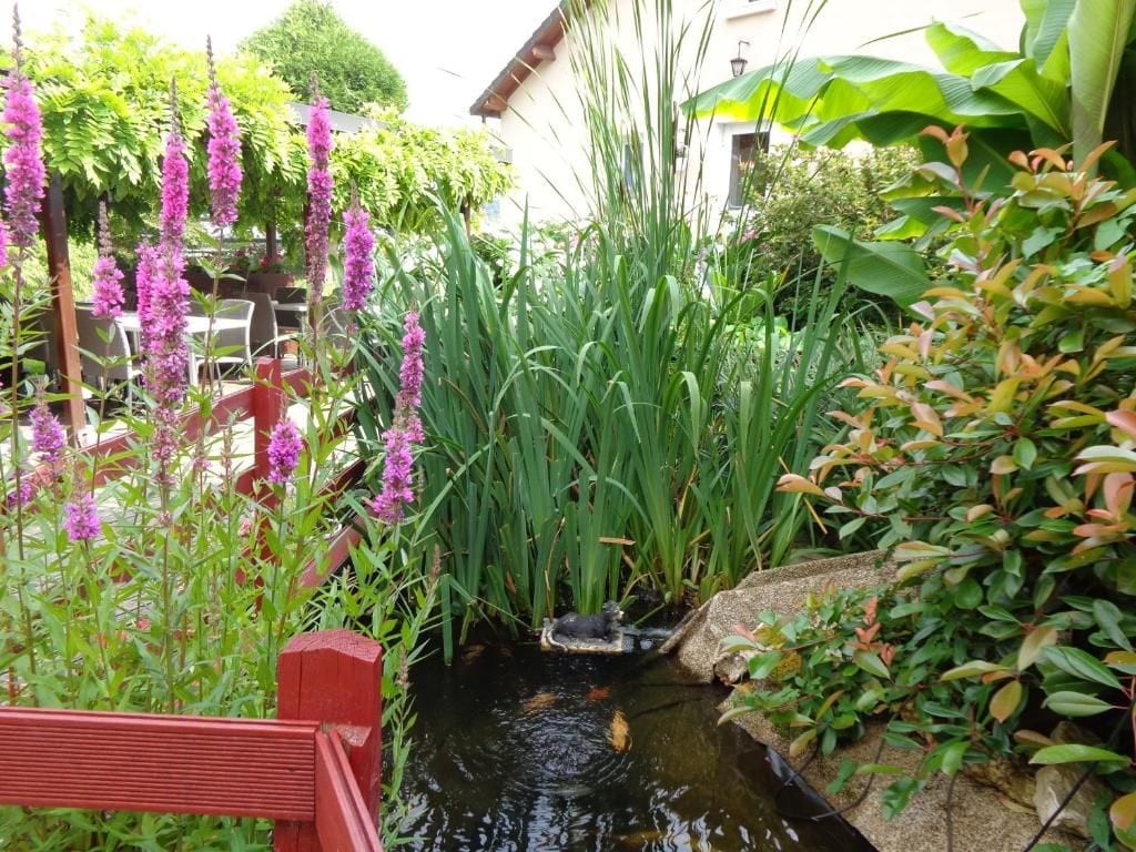 A garden with a small pond, various plants, and a wooden structure.