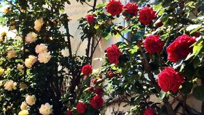 A garden with a variety of roses in full bloom, including red and pale yellow flowers, against a building facade. - Manoir Du Parc - Adults Only (Amboise)