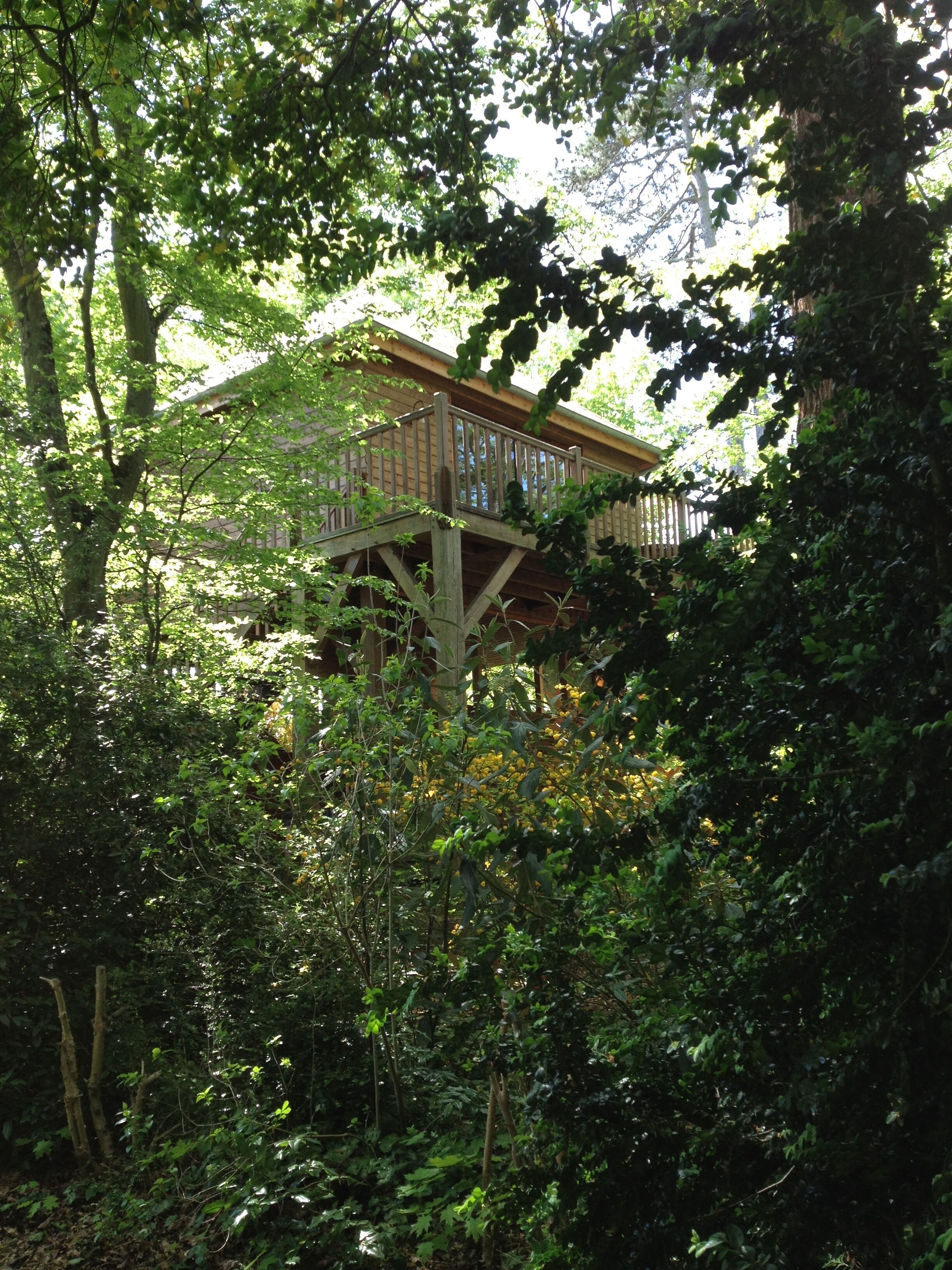 A wooden deck with a railing, surrounded by dense foliage.