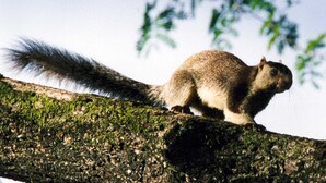 A squirrel on a tree branch. - go camping (Ella)