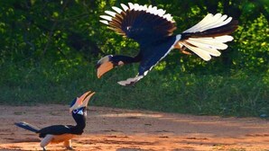 Two birds in flight, one with its wings spread wide. - go camping (Ella)