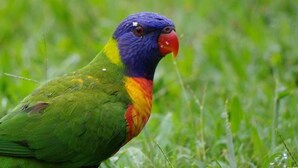 A colorful parrot in a grassy area. - go camping (Ella)