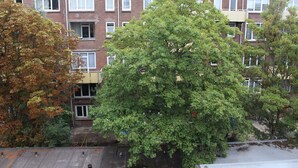 A multi-story residential building with a brick facade, multiple windows, and a large tree in front. - MyCityLofts - Aelbrechtskade (Rotterdam)