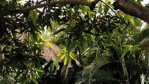 Una persona lleva una tabla de surf por un jardín tropical exuberante, con vegetación densa y una estructura de techo de paja.