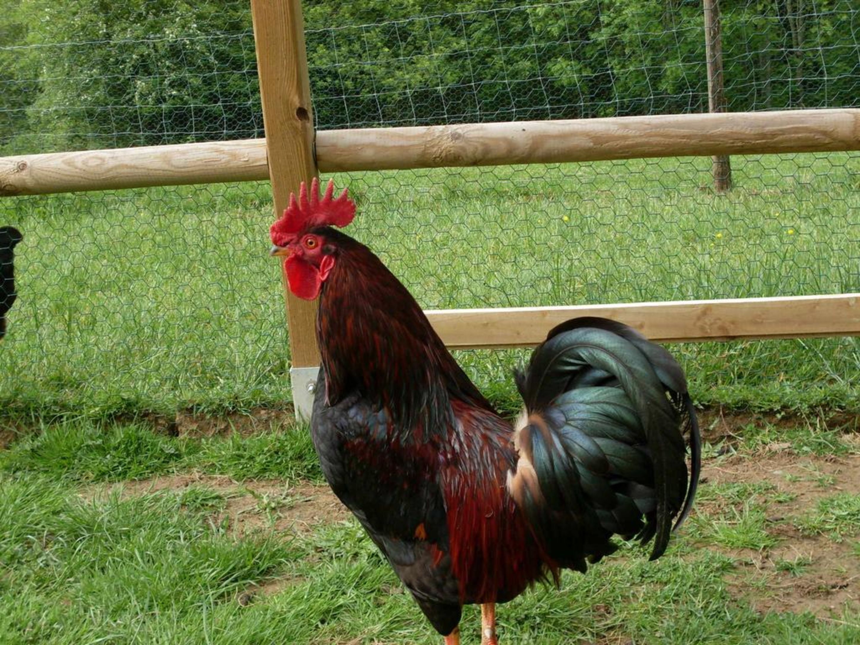 Un gallo in piedi in un'area recintata con un palo di legno e rete metallica.