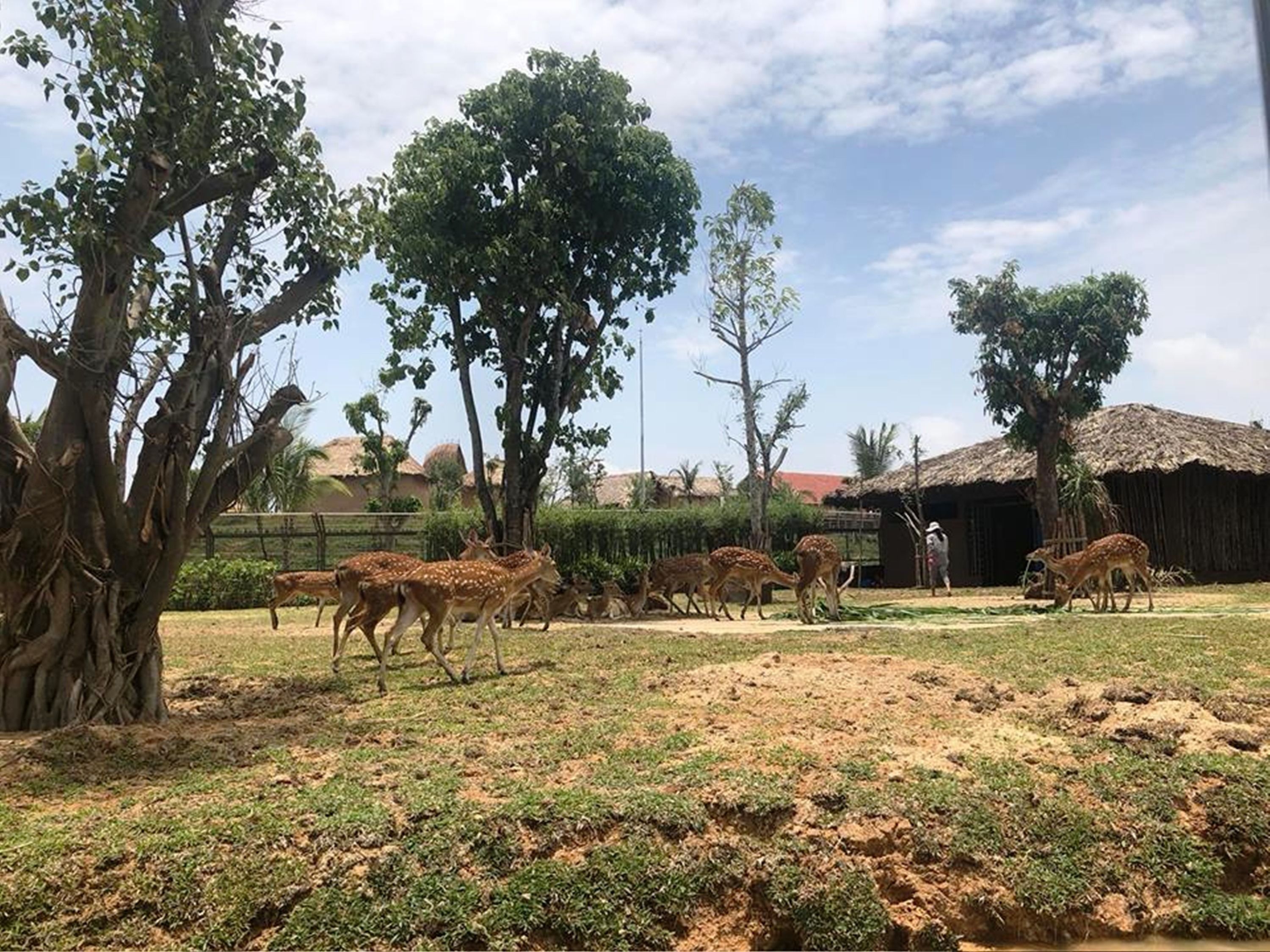 Un enclos aménagé de façon naturelle, avec des cerfs, des arbres et une structure dotée d’un toit de chaume.