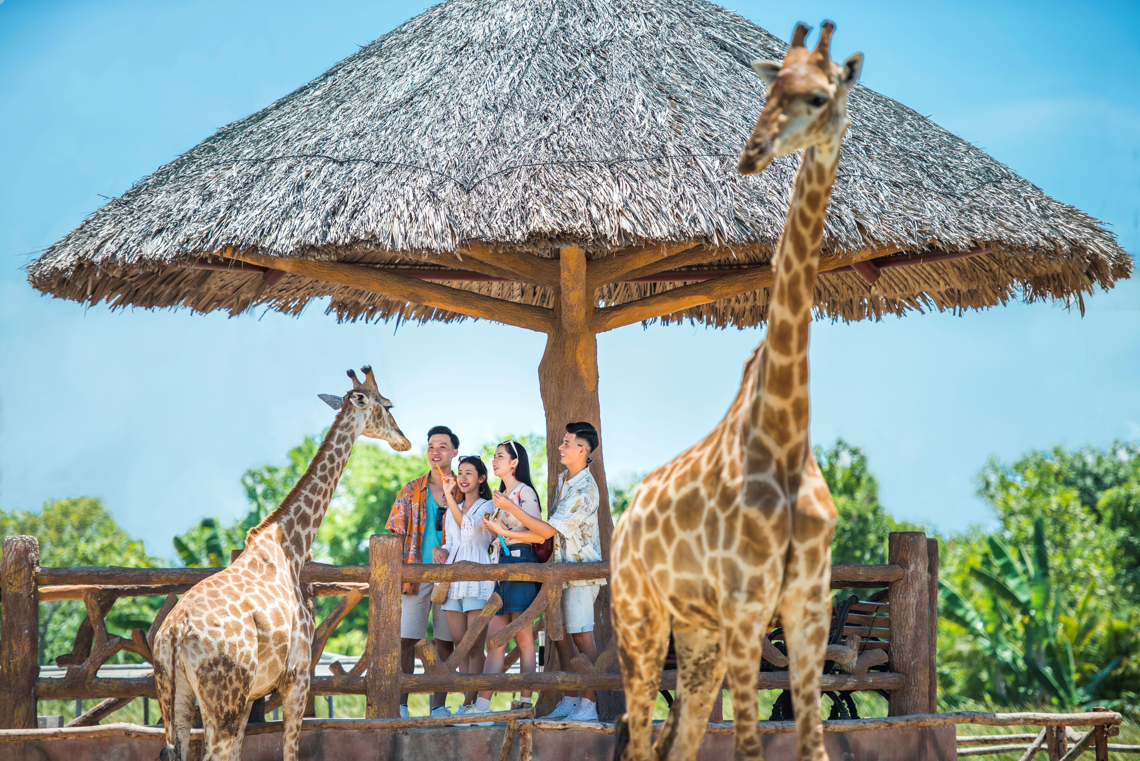 A wooden structure with a thatched roof, surrounded by a wooden fence, and giraffes in the foreground.