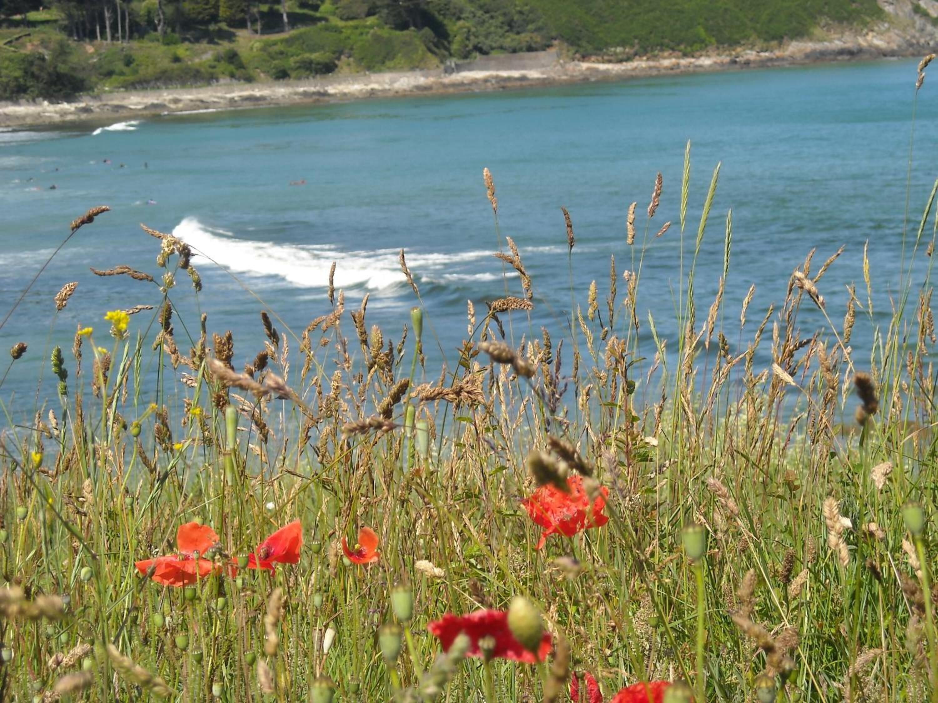 Paesaggio costiero con un campo di fiori selvatici e vista sull'oceano.