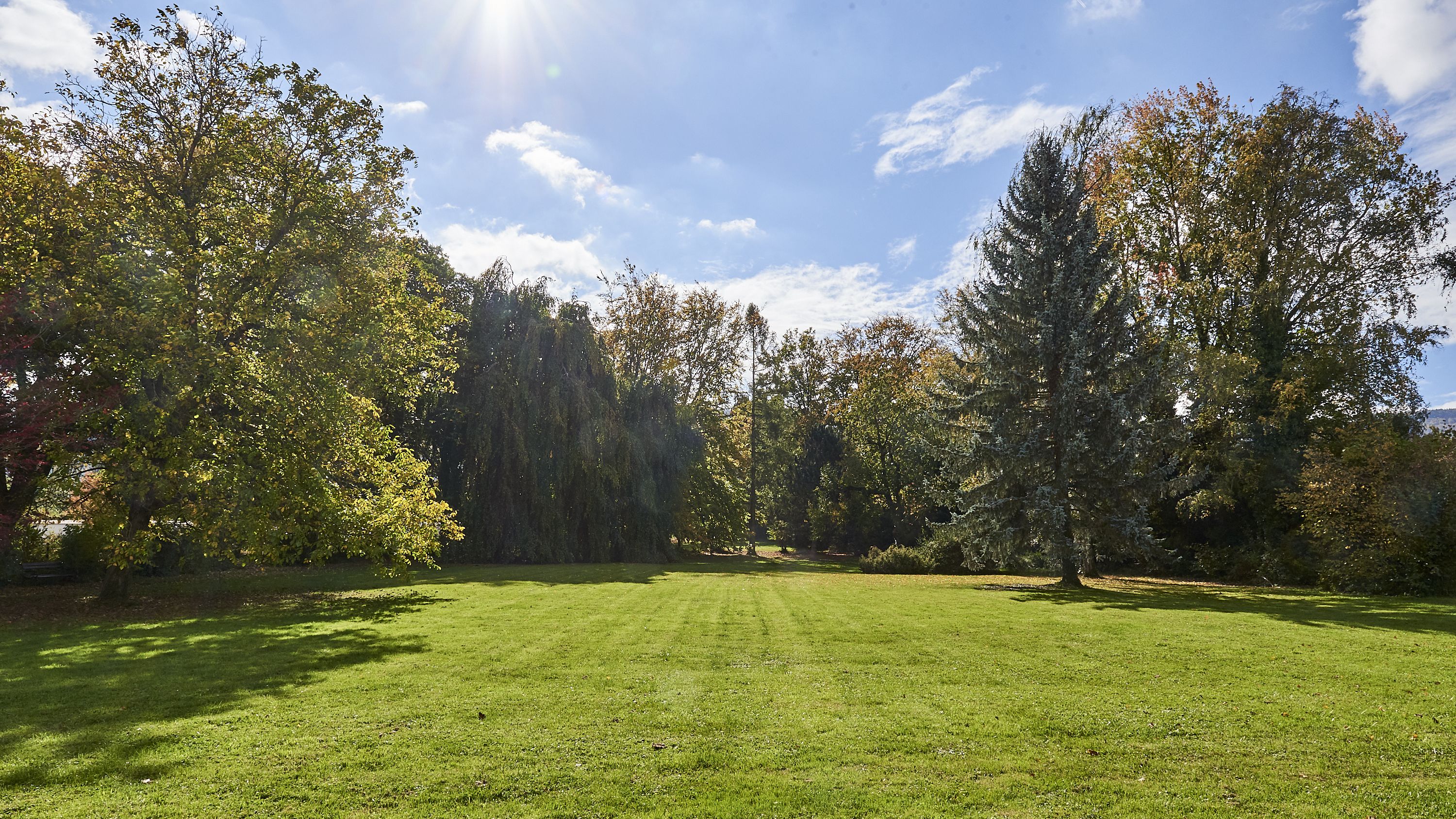 A grassy field with trees and a clear sky.