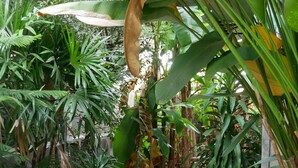 A pathway lined with various tropical plants and a tiled walkway. - Nature Park Resort (Phitsanulok)