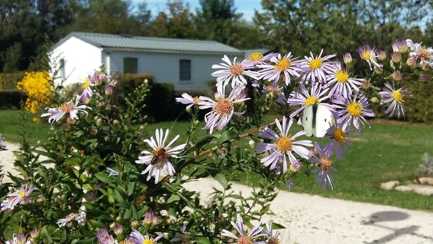 A garden with purple and white flowers in front of a white house. - Camping des Platanes (Charny-Oree-de-Puisaye)