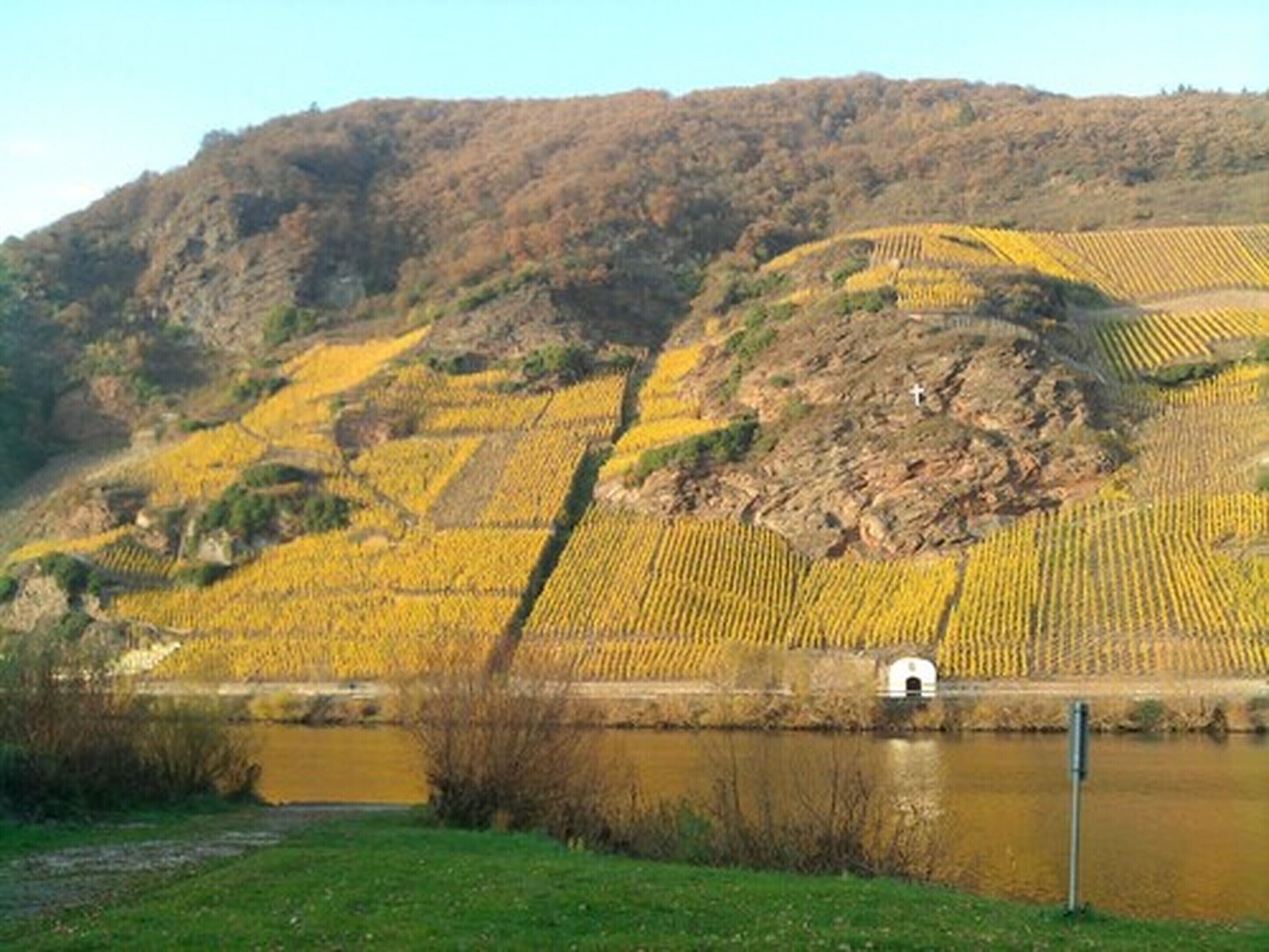 A vineyard with terraced fields and a small building near a body of water.