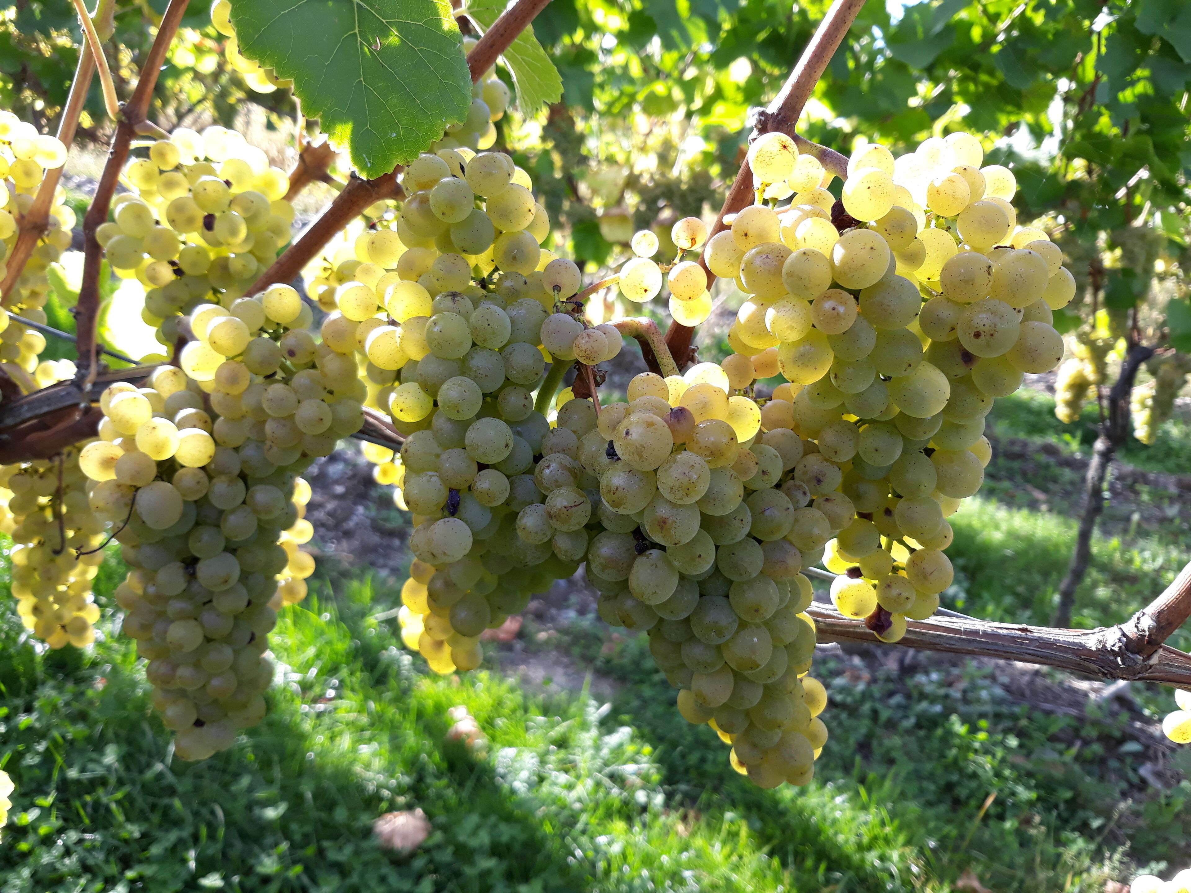 Grüne Trauben hängen in Reben in einem Weinberg.