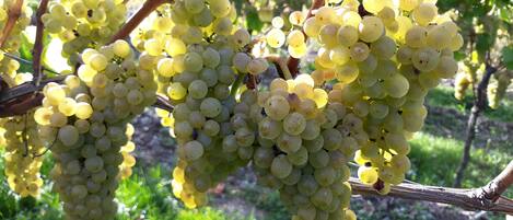 Racimos de uvas verdes colgando de las ramas de una vid en un viñedo.