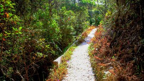 Un sentier étroit et naturel, bordé d’une végétation luxuriante.