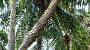 A resort with palm trees, a well-maintained lawn, and buildings with red-tiled roofs. - Orla Náutica Pousada (Barreirinhas)