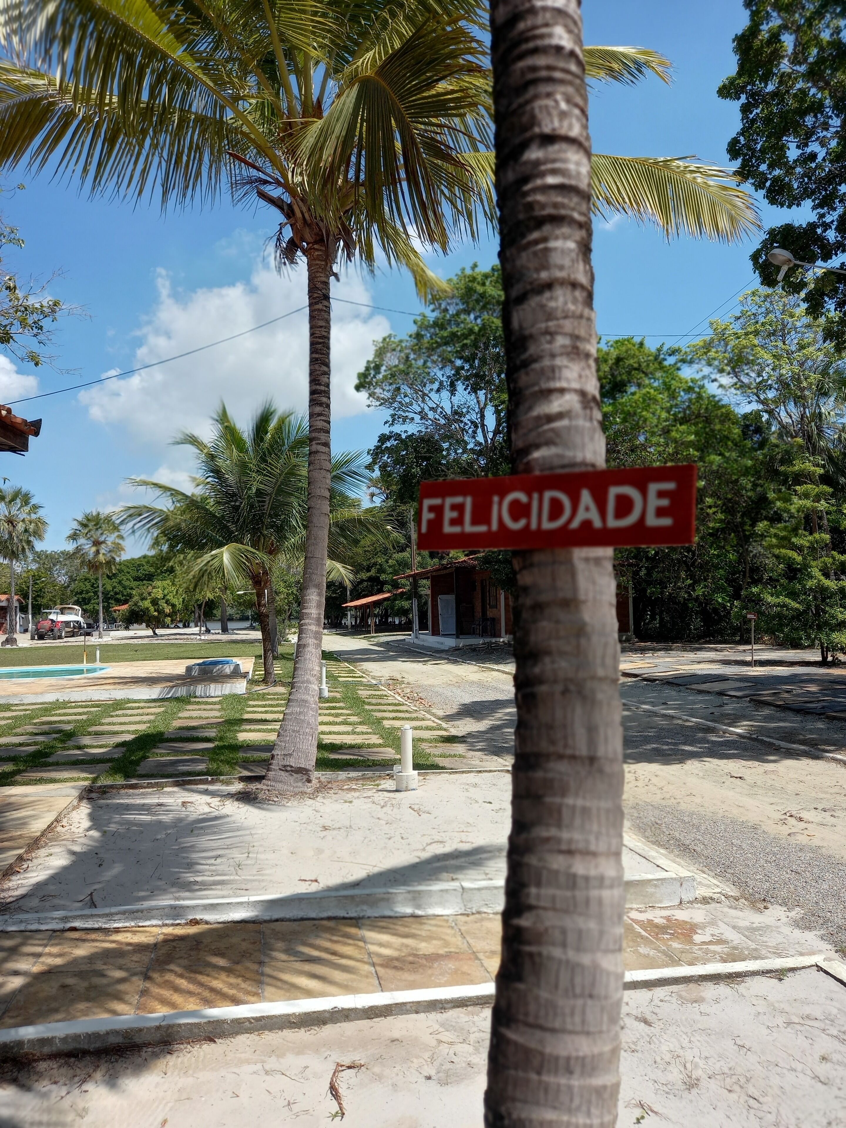 A palm tree with a 'FELICIDADE' sign in front of a building.