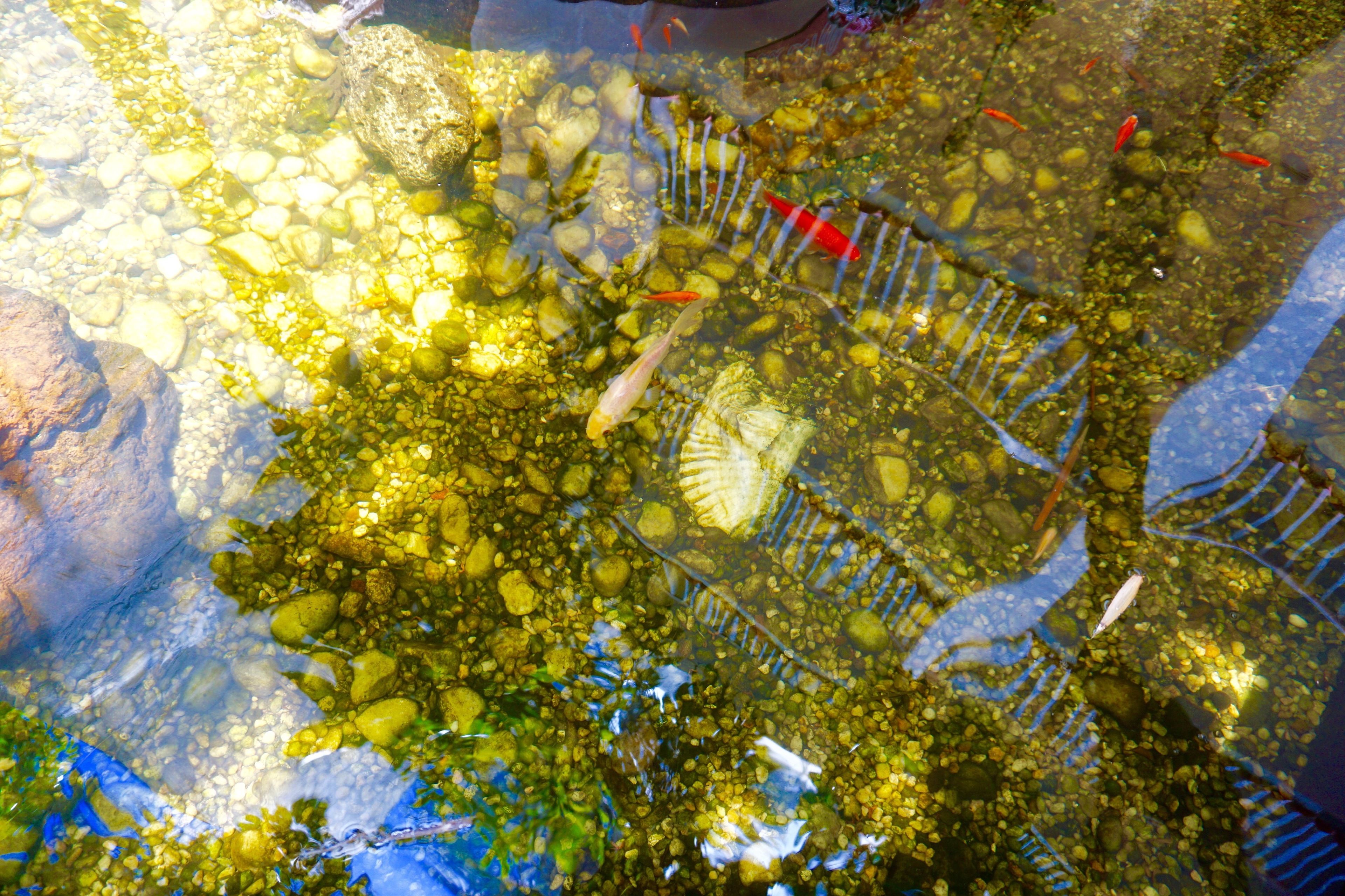 Une vue dégagée d’un environnement sous-marin rocheux, où l’on peut observer différentes espèces de poissons et de plantes aquatiques.