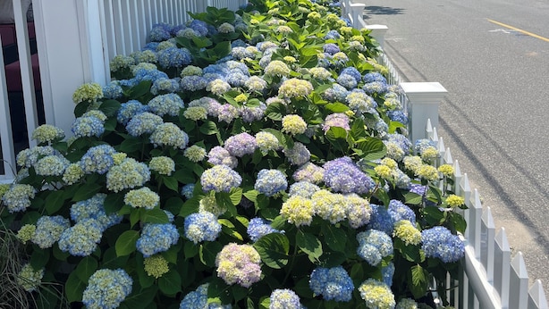 Un bâtiment blanc doté d’un porche et bordé d’une rangée d’hortensias le long du trottoir.